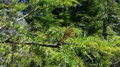 Arceuthobium tsugense