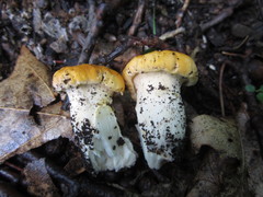 Cantharellus phasmatis