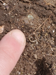 Enchytraeidae
