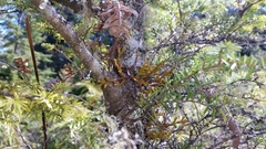 Arceuthobium tsugense