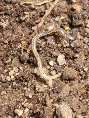 Enchytraeidae