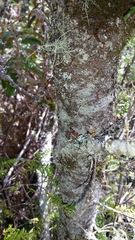 Arceuthobium tsugense