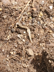 Enchytraeidae