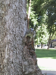 Sciurus carolinensis