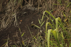 Tropidurus melanopleurus