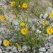 Lance-leaved Coreopsis - Photo no rights reserved, uploaded by Ken Kneidel
