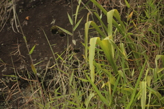Tropidurus melanopleurus