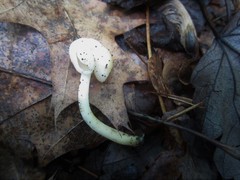 Helvella stevensii