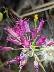 Allium bolanderi