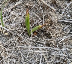 Spiranthes magnicamporum