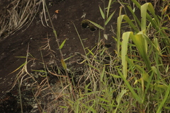 Tropidurus melanopleurus