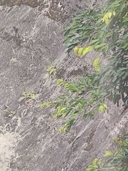 Phyllanthus myrtifolius