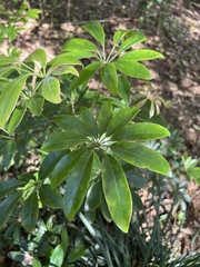 Schefflera arboricola image