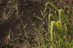 Tropidurus melanopleurus
