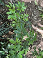 Heptapleurum arboricola