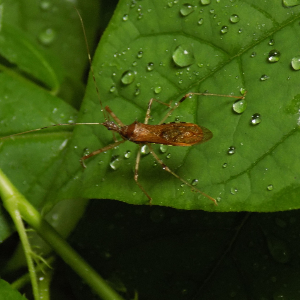 Assassin Insect Ohio Ring-horned Assassin Bug from Greene County, OH, USA on June 11, 2018 ...
