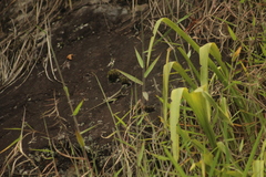 Tropidurus melanopleurus