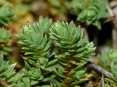 Kelleria laxa