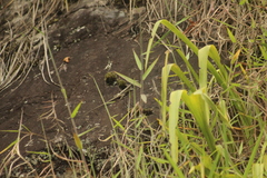 Tropidurus melanopleurus