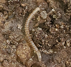 Blaniulus guttulatus