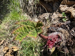 Gunnera insignis