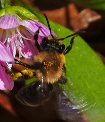 Andrena carlini