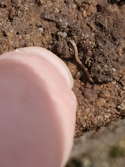 Blaniulus guttulatus