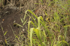 Tropidurus melanopleurus