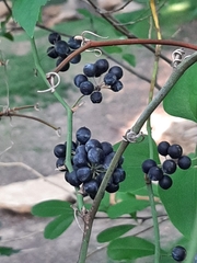 Smilax