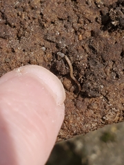 Blaniulus guttulatus