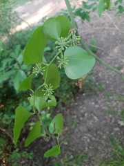 Smilax