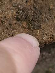 Blaniulus guttulatus