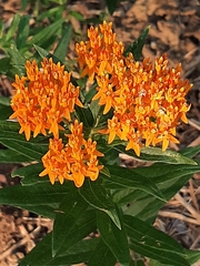 Asclepias tuberosa