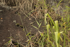 Tropidurus melanopleurus