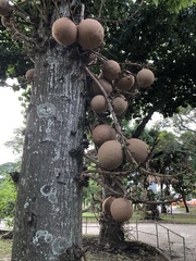 Couroupita guianensis