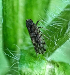 Cixius pini
