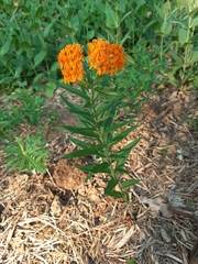 Asclepias tuberosa