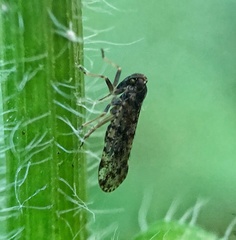 Cixius pini