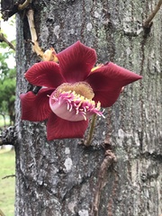 Couroupita guianensis
