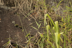 Tropidurus melanopleurus