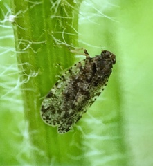 Cixius pini