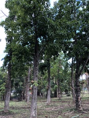 Couroupita guianensis