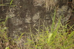 Tropidurus melanopleurus