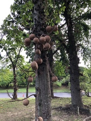 Couroupita guianensis
