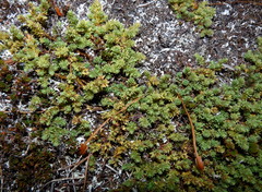 Kelleria laxa