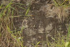 Tropidurus melanopleurus