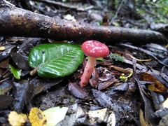 Russula nothofaginea