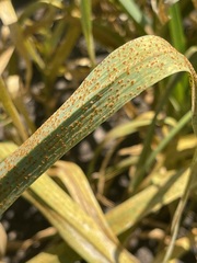 Puccinia allii
