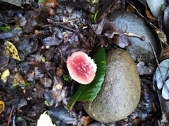 Russula nothofaginea