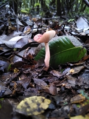 Russula nothofaginea
